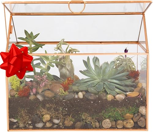 Miniatura 2 de D'Eco Terrario de cristal para plantas de casa (10 x 6 x 8 pulgadas), terrario geométrico dorado de mesa para suculentas, plantas de aire, musgo,