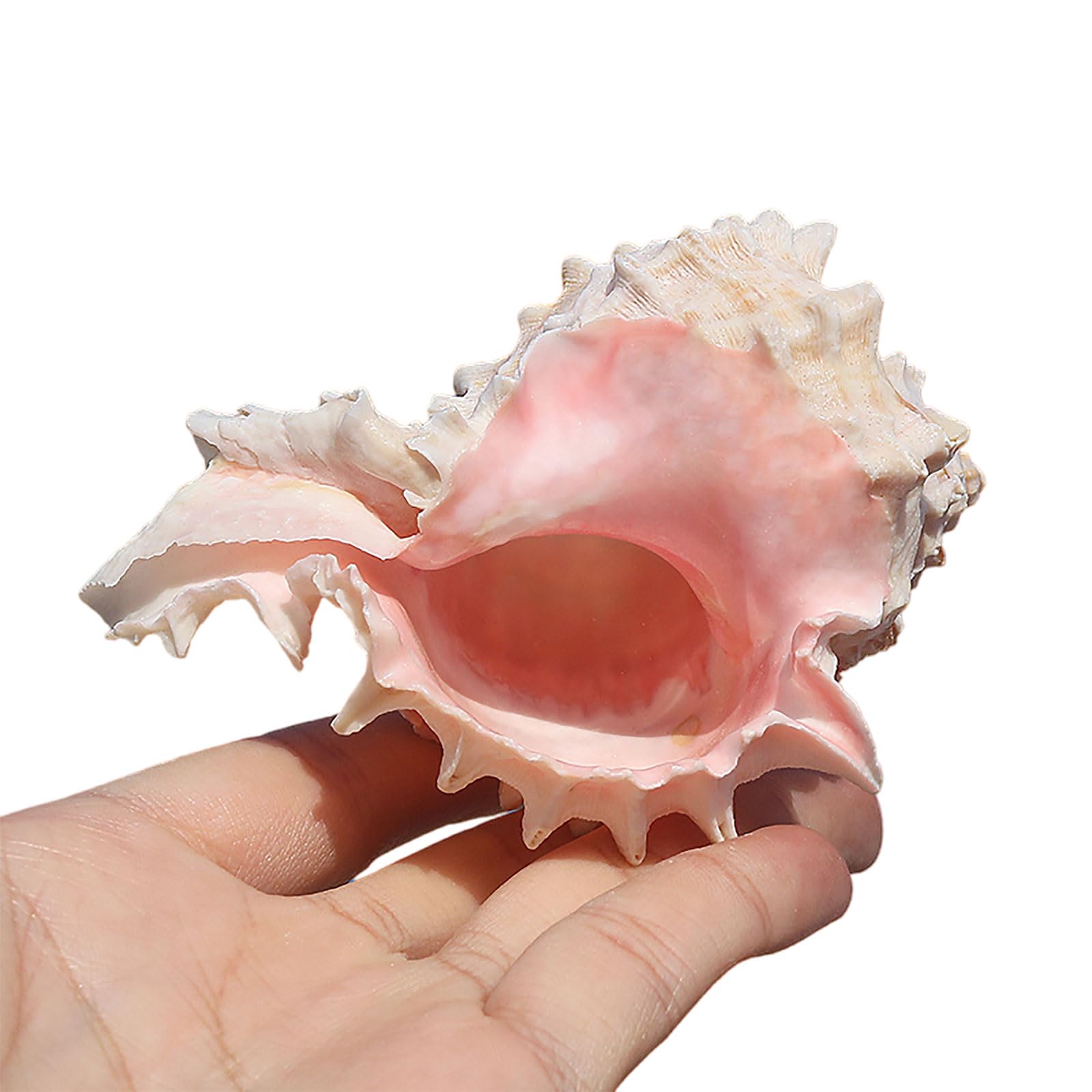 SDJJSAO Shell, Hermit Crab Growth Shells for Beach Theme Party, Home Decor, DIY Crafts, Fish Tank and Vase Filler(Medium)