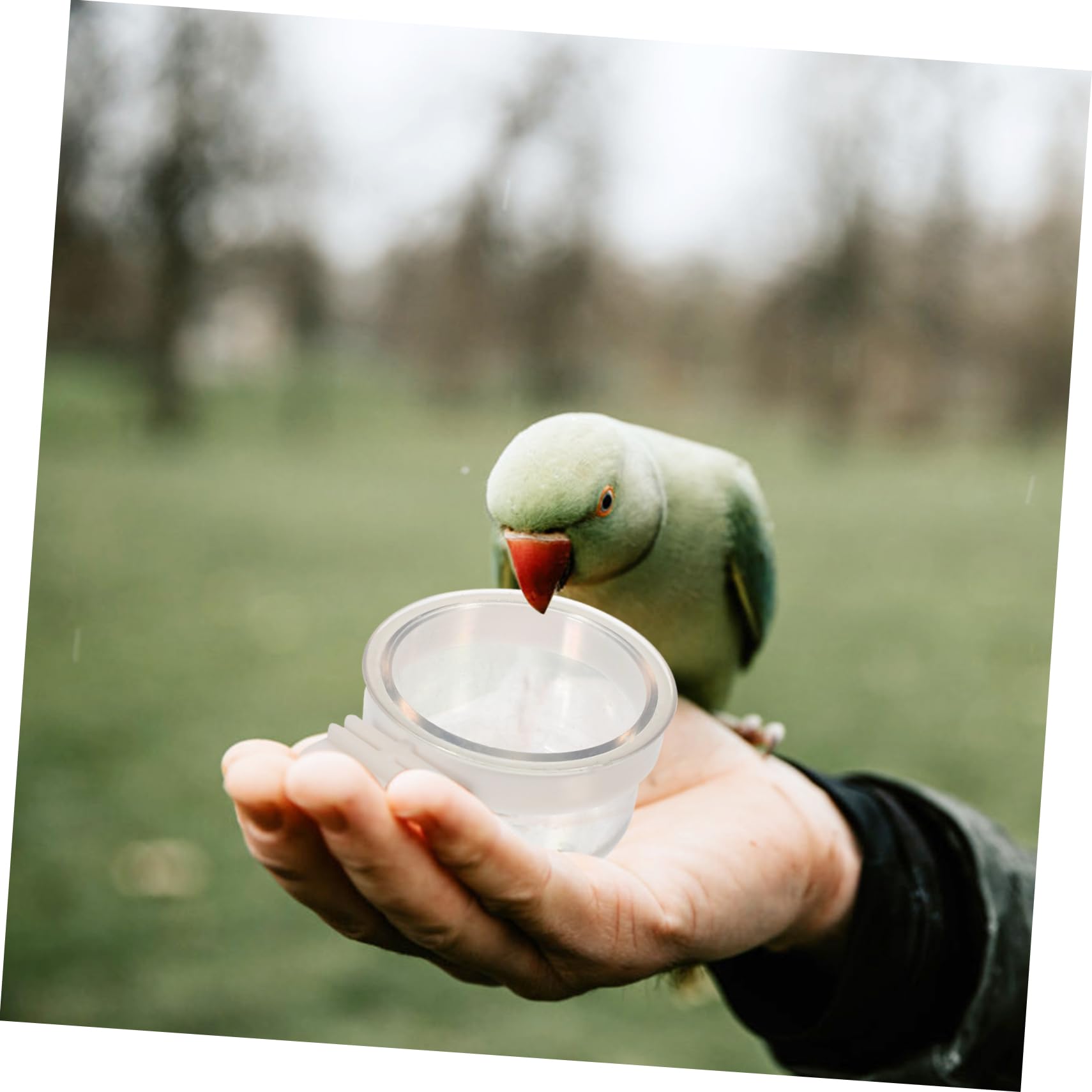 YARNOW 20 Pz mangiatoia per pappagalli bird feeder mangiatoia pappagalli piatto per l'alimentazione degli uccelli tazza per gabbia per uccelli mangiatoie per domestico