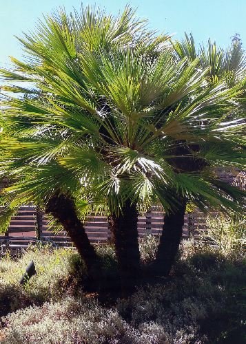 seeds Dwarf Fan Palm (Chamaerops humilis) 15 seeds seeds