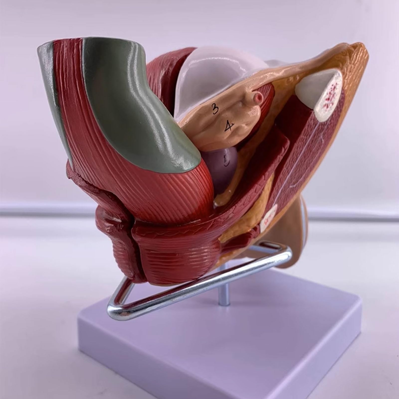 Modele narządów rozrodczych męskich narządów płciowych - Model anatomii człowieka Materiał PVC Anatomiczny model człowieka - do nauki Wyświetlanie Nauczanie Model medyczny