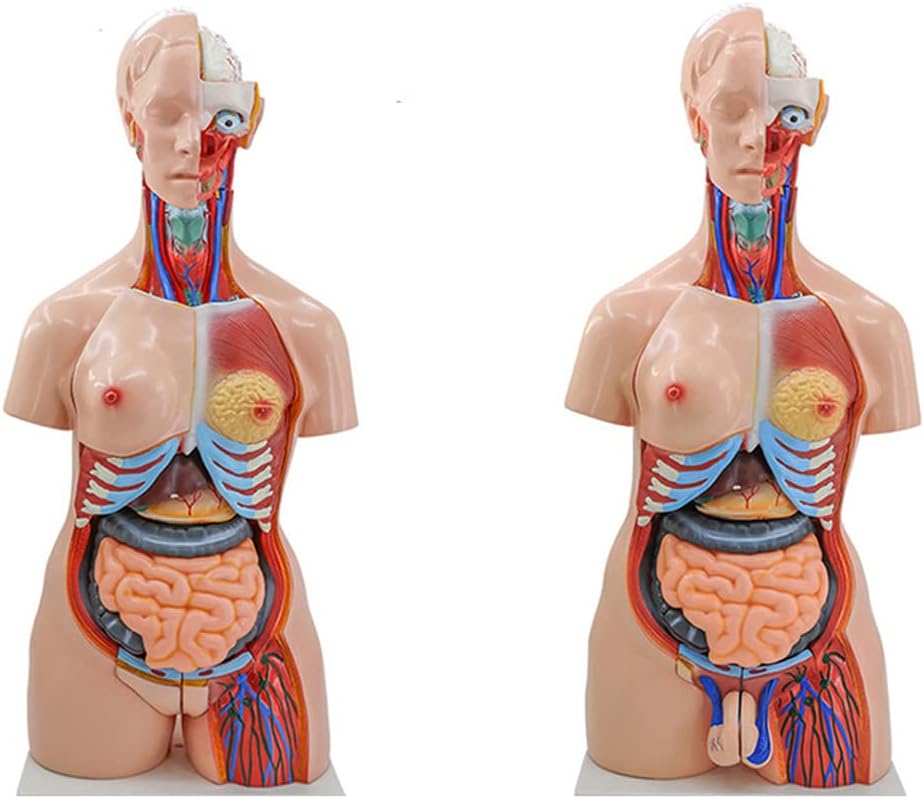 Human Anatomy Torso Patterns 85Cm Body Torso Skeleton Heart Pattern Sets 23Parts Organs Visceral Body Double Sex Torso Open Back Teaching Supplies