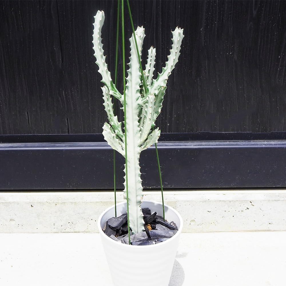 多肉植物^o^ カット苗5種セット+アーモンドネックレスetc. 【楽天市場 多肉植物^o^ カット苗5種セット+アーモンドネックレスetc. 【楽天市場