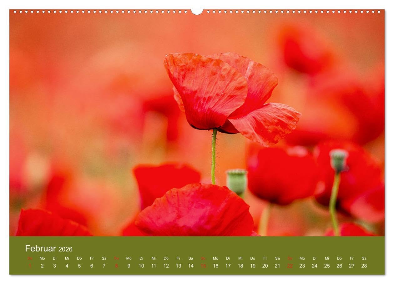 Mohnblumen Romantik (hochwertiger Premium Wandkalender 2026 DIN A2 quer), Kunstdruck in Hochglanz: Mohnblumenfelder und Blüten (CALVENDO Orte)