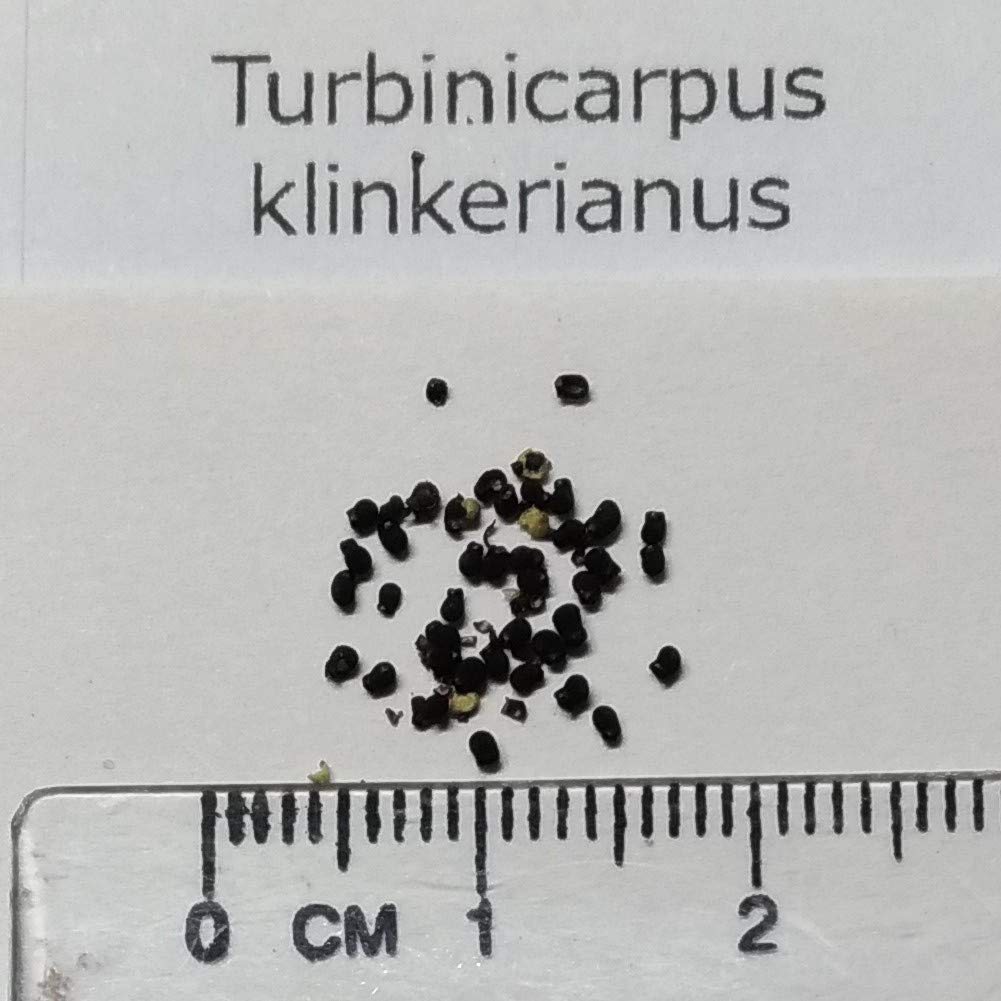 Amazon.co.jp: 【種子】 Turbinicarpus klinkerianusツルビニカルプス