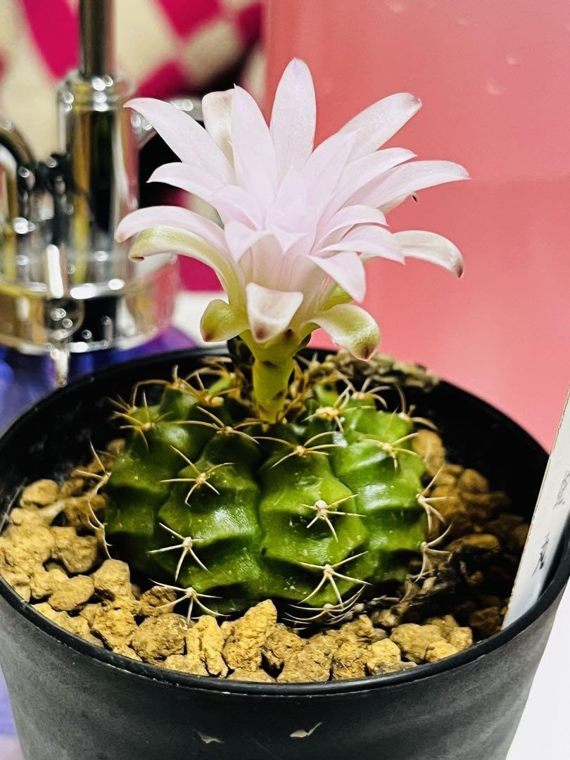 Amazon.co.jp: ギノムカリキウム属 麗蛇丸（れいじゃまる） 丸サボテン