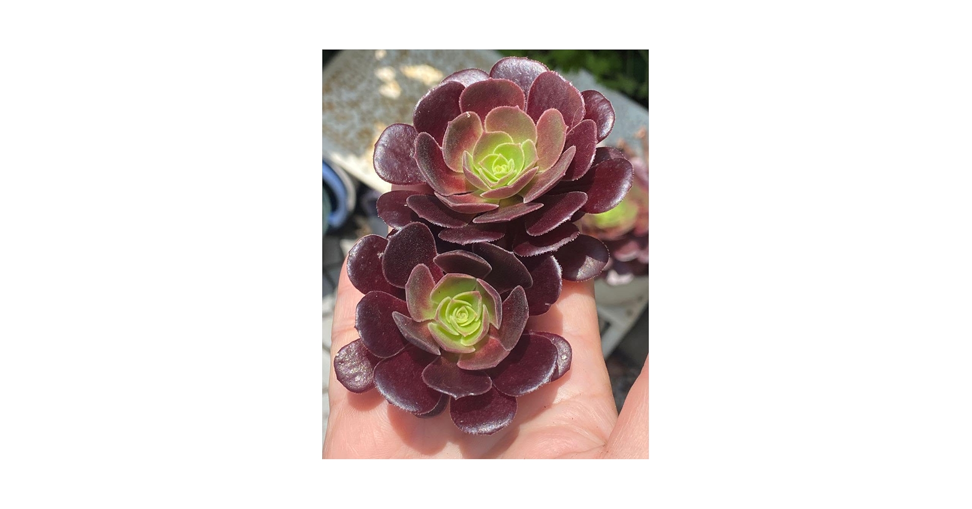 多肉植物緑カシミヤバイオレット法師 3種法師抜き苗 多肉植物緑カシミヤバイオレット法師 3種法師抜き苗