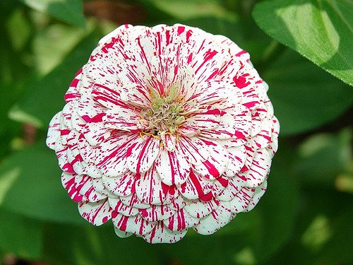 Zinnia Peppermint Stick Flower Seeds (B07F2NZDV3) Amazon Price History, Amazon Price Tracker