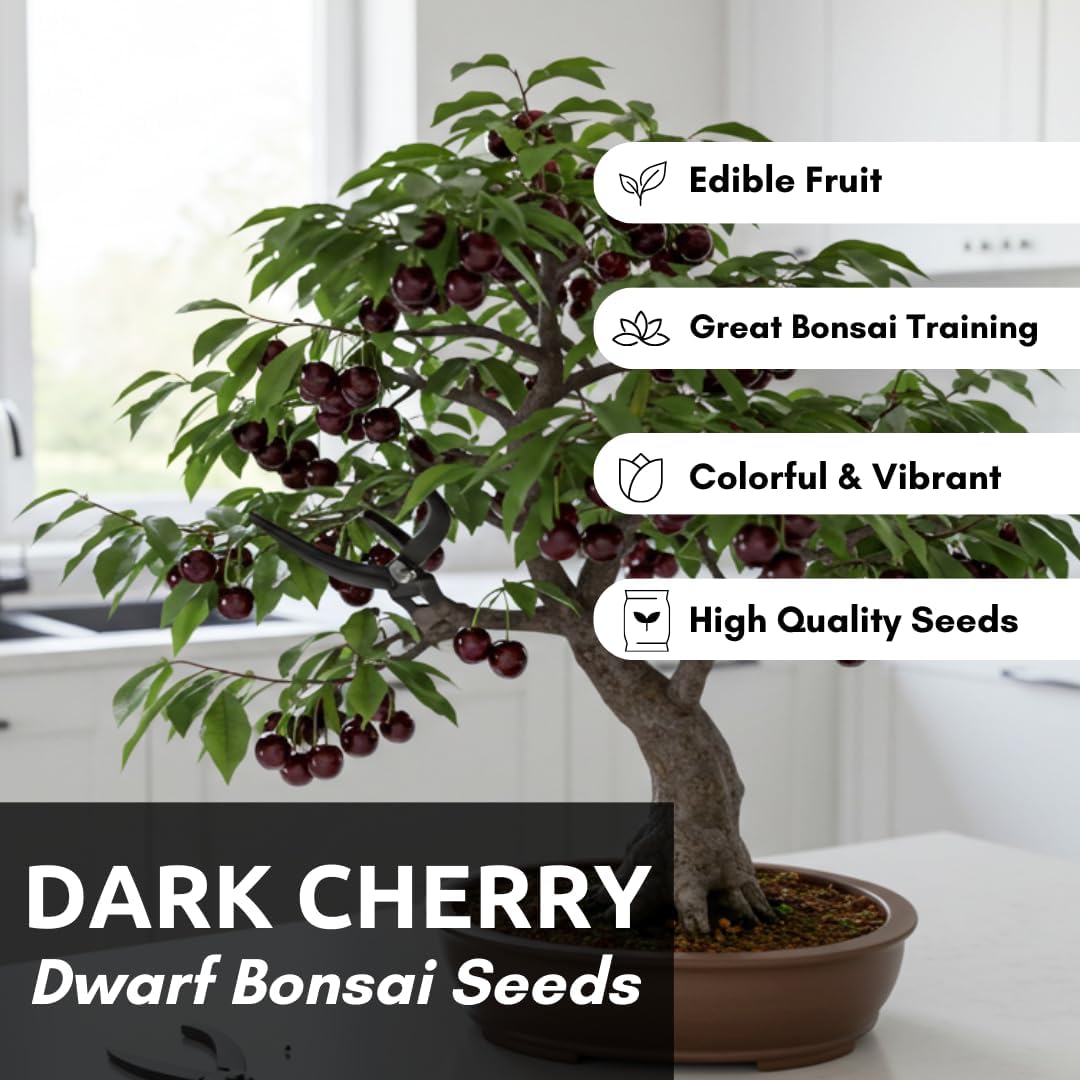Black Cherry Bonsai Tree for Growing - 1 Year Seedling - Ready to Plant (1 Seedling)