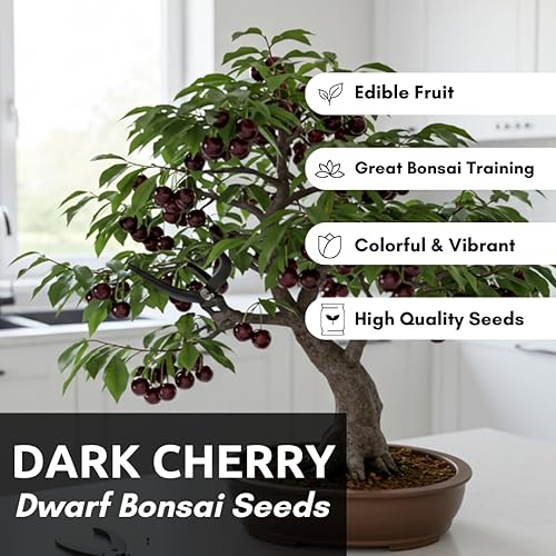 Miniatura 2 de Plántula viva de árbol frutal de cerezo negro bonsái enano, Prunus serotina, ideal para el hogar y el jardín, plantar plántulas inactivas