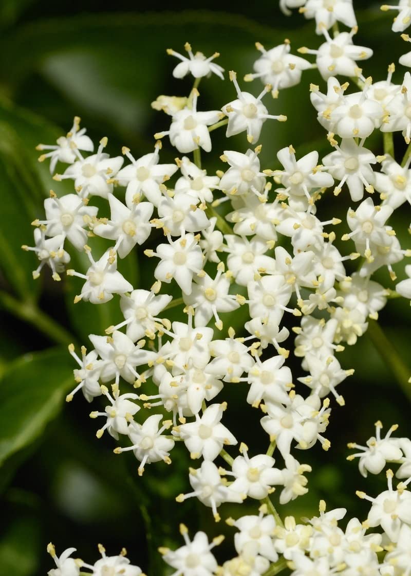 50 Semi di Sambucus Nigra (Elder o Black Elder)