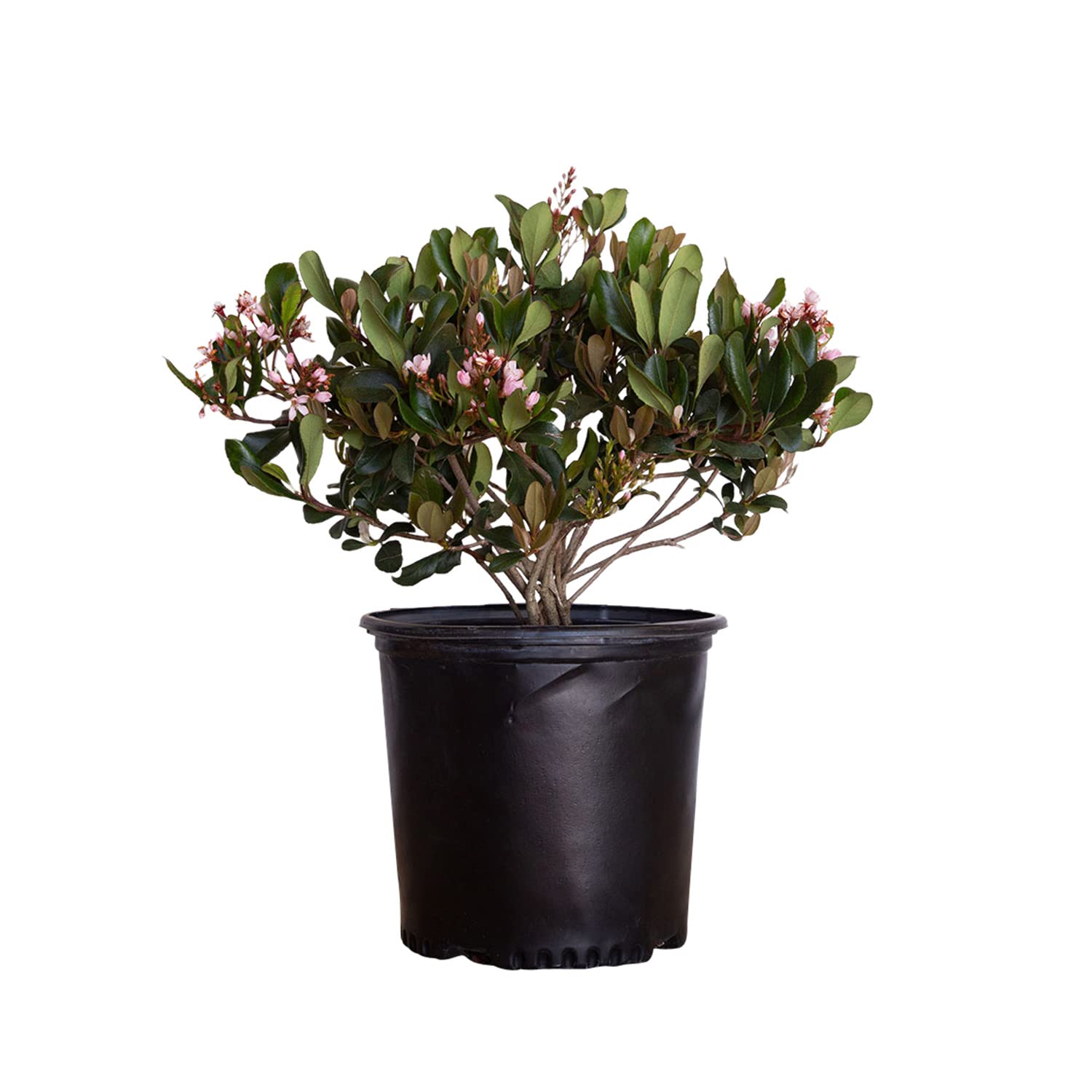 Eleanor Taber Indian Hawthorn (2.5 Gallon) Pink Blooming Evergreen Shrub - Full Sun Live Outdoor Plant