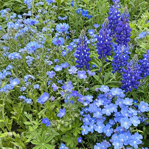 Image of Ferry-Morse Blue Bulk Wildflower Seeds, 100,000+, 1 lb