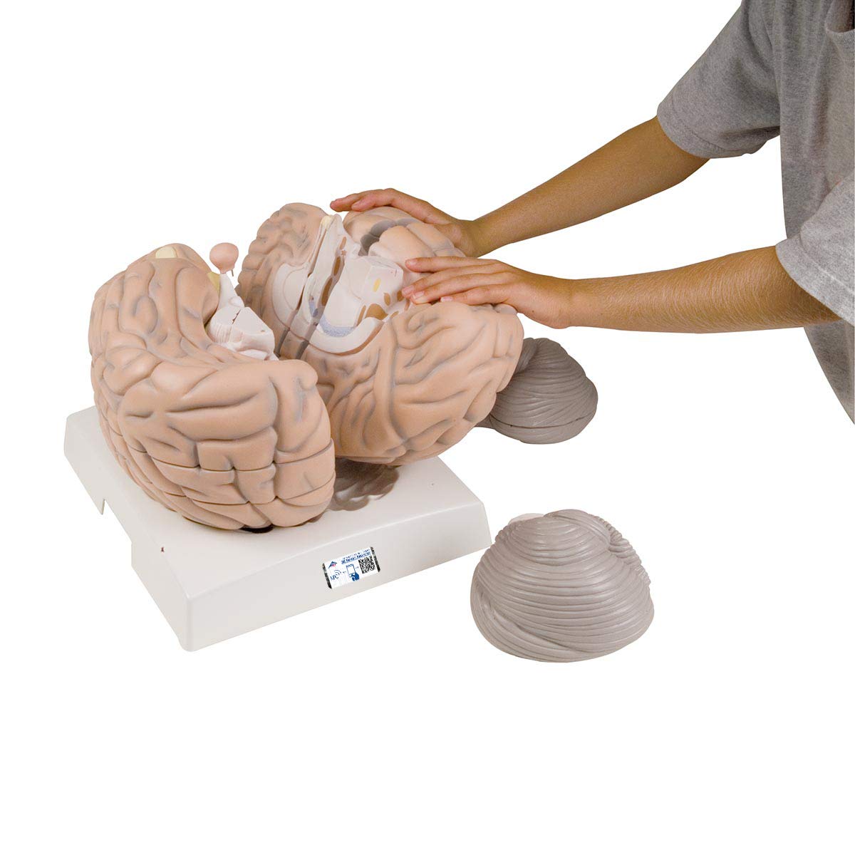 3B Scientific Menschliche Anatomie - Mega-Gehirnmodell, 2,5-fache Größe, 14-teilig