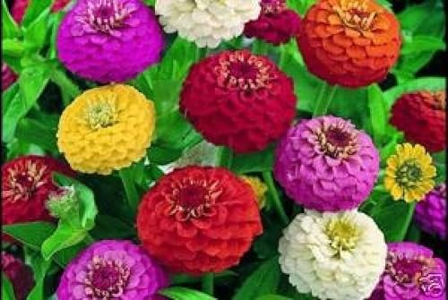 Miniatura 2 de 1000 semillas de zinnia enano mezcla de liliput para plantar 018oz sin OMG reliquia Elegans Midget cosechado en Estados Unidos abeja polinizadora