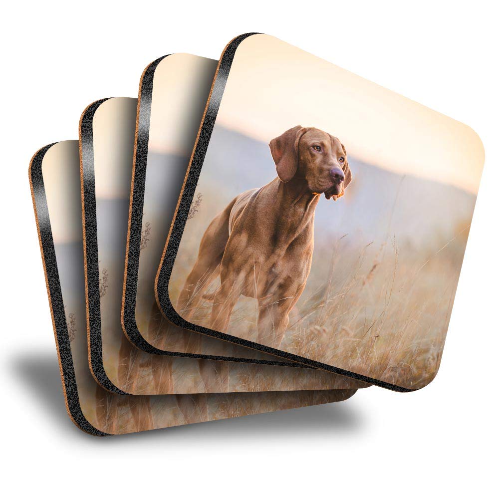 Destination Vinyl Ltd Multicolor Great Coasters (Set Of 4) Square - Hungarian Pointer Vizsla Dog Drink Glossy Coasters/Tabletop Protection For Any Table Type #12566