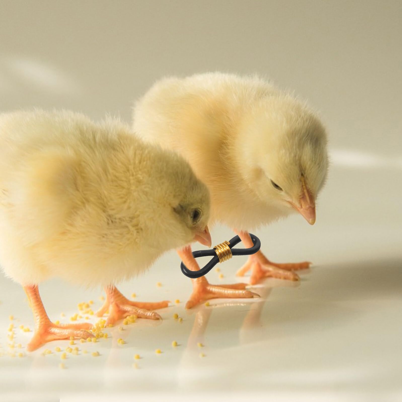 Angoily Correcteur D'alignement des Pattes D'oiseau en Caoutchouc Noir 300pcs pour Poulets et Cailles, Support de Jambe Écartée, pour Poulaillers Domestiques