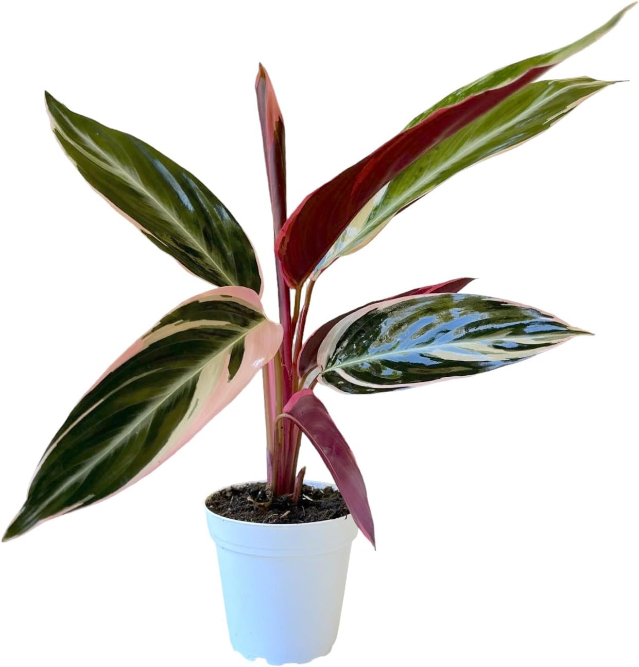 Live Plants Stromanthe Triostar, Tricolor Prayer Plant, 12-16" Tall, houseplant, Gorgeous Live Indoor Live Plant, Easy to Care, Rare Plant, 4 inch Pot