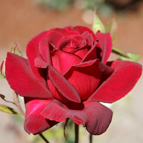 Heirloom Roses Planta de rosas - Arbusto de rosa rojo de Oklahoma, planta viva de té híbrido para plantar al aire libre