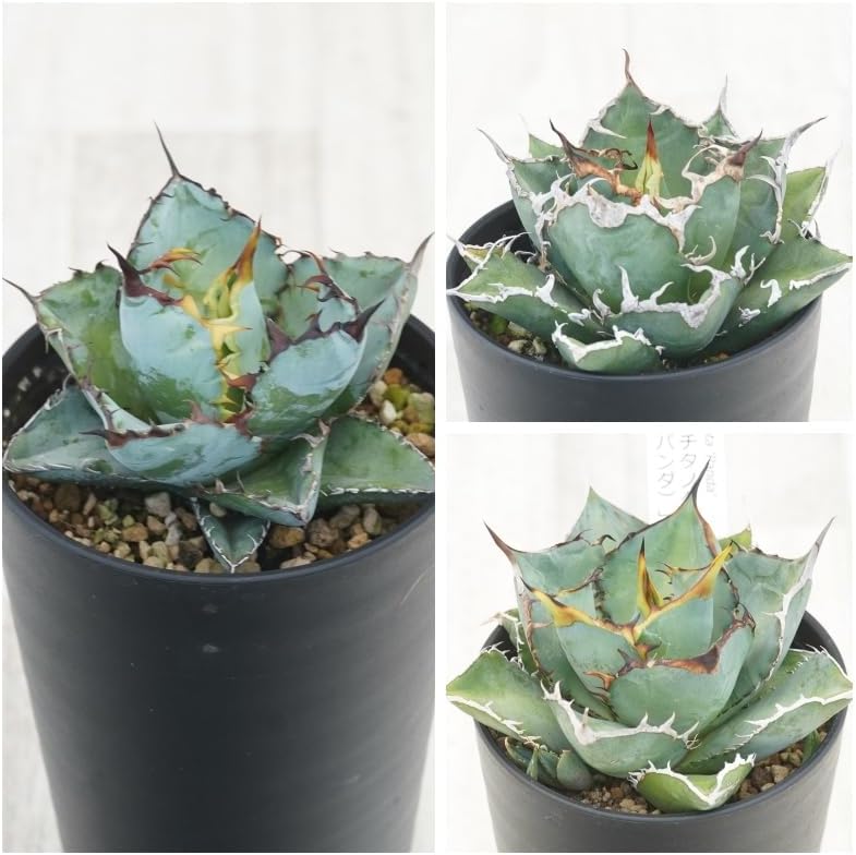 160cm 山野草 山採り 苗木 苗 クロモジ 薬効 ハーブ 癒やしの香り 庭木