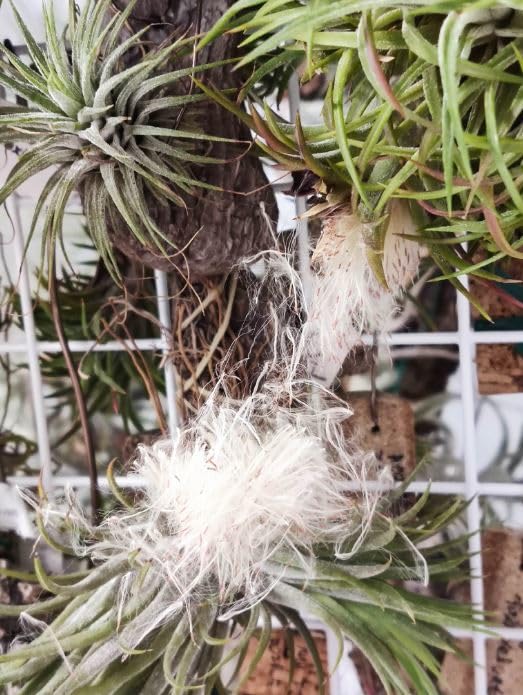 Tillandsia ionantha crested イオナンタ チランジア