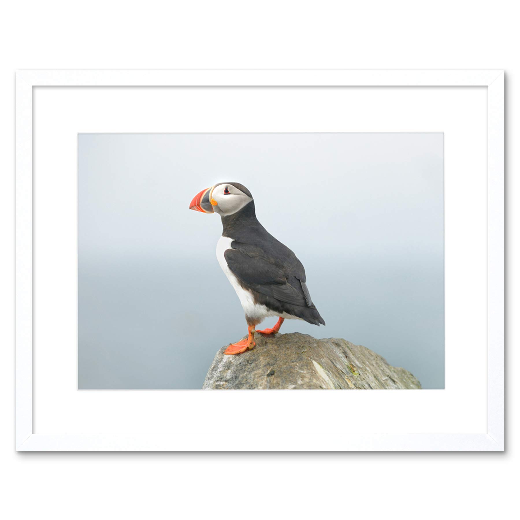 Wee Blue Coo Atlantic Puffin Bird Rock Sea Art Picture Framed Wall Art Print