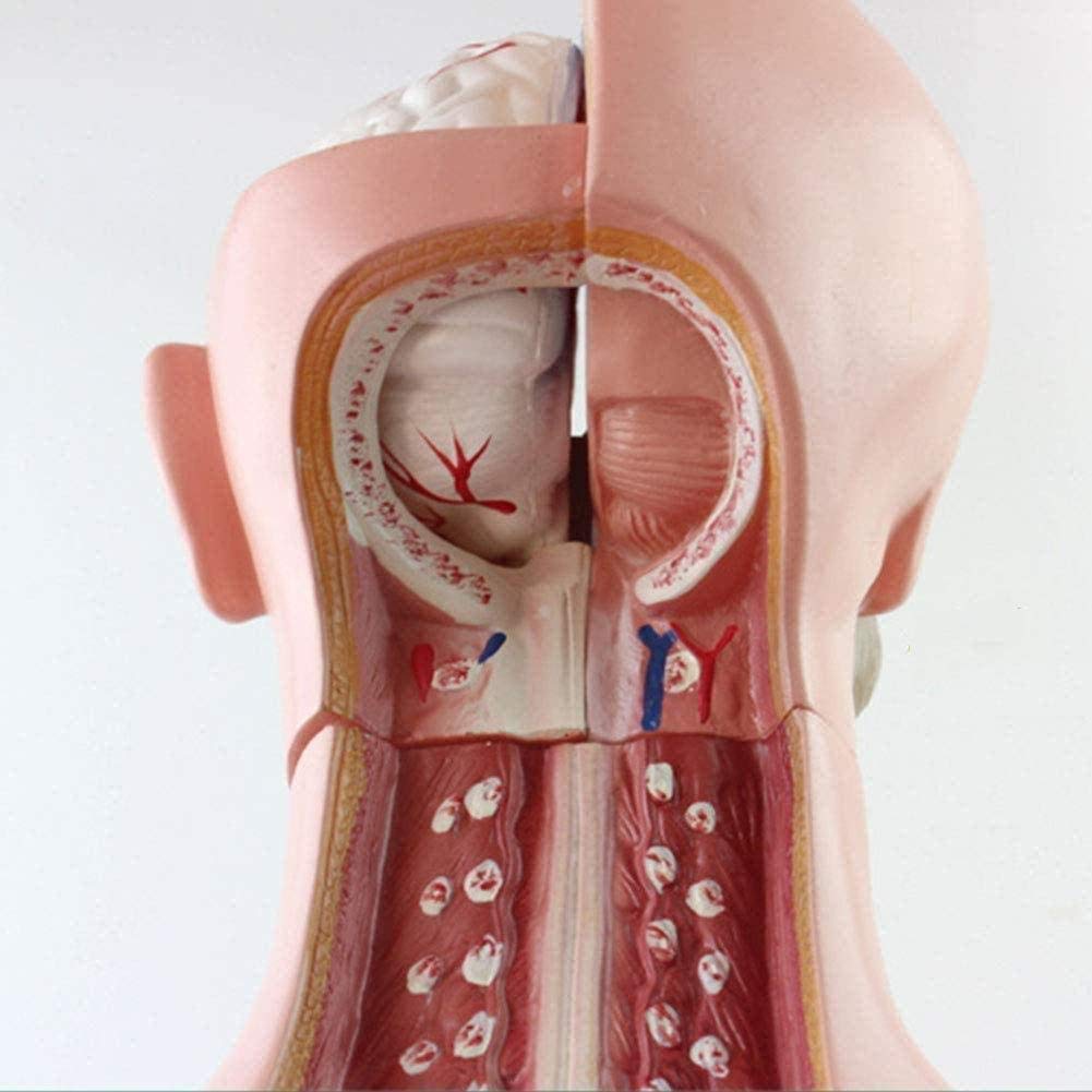 Modelo médico y educación Manual Play 85 cm Torso Modelo Humano Anatomía Humana Anatomía Anatomía Anatómica Anatómica Anatómica Formación anatómica para recursos pedagógicos, Pintado Avan...