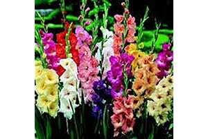 Gladiolus, Bulb (10 Pack) Pastel Mixed