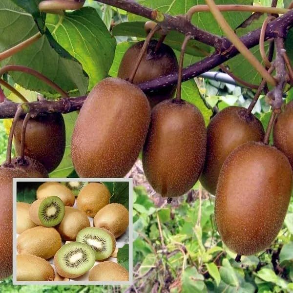 Image of Allison Kiwi Grafted Live Fruit Plant for Home Garden | Healthy Hybrid Kiwi Sapling | Suitable for Terrace, Outdoor & Balcony Gardening | Air Purifying, Fast Growing Vine