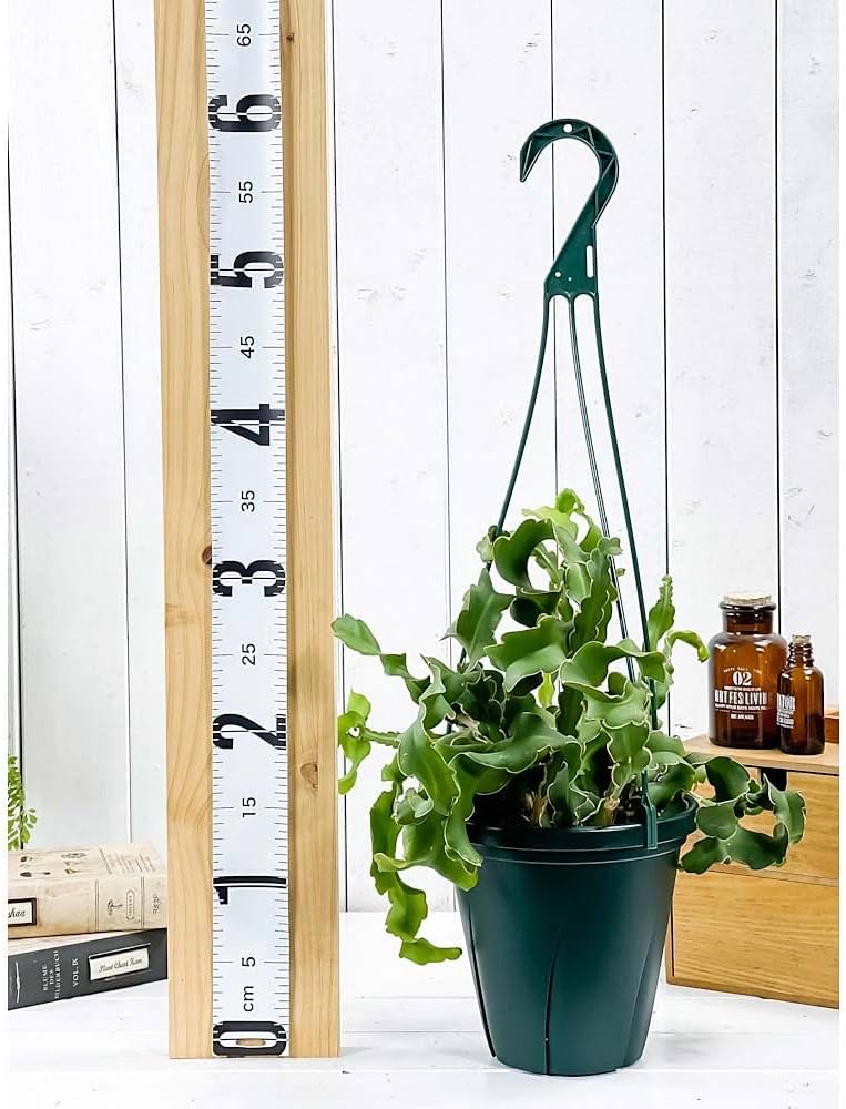 615mit1x4HL._AC_UF1000,