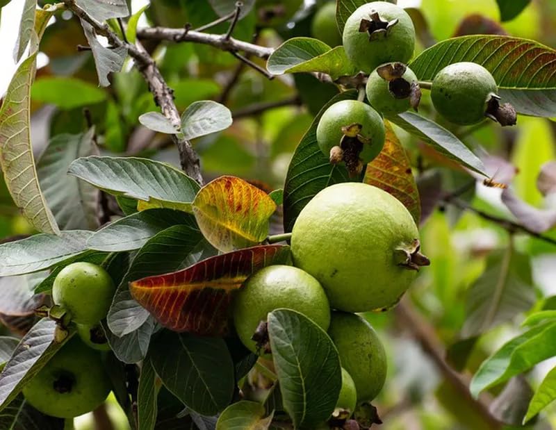 Image of Guava Shweta Amrud Delicious Guava Plant - Pack of One,CF SG32