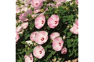 Live Luna Swirl Hibiscus Plants Perennial Flower for Sale