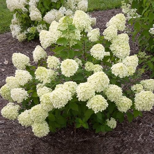 Brighter Blooms - Little Lime® Hydrangea Shrub, 1 Quart - No Shipping to AK, AZ, HI