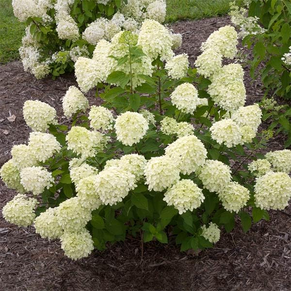 Brighter Blooms Little Lime Hydrangea 1 Quart