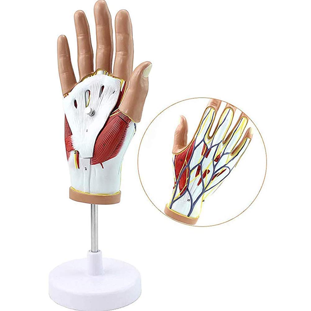 Model Anatomiczny Mięśnia Sercowo-Naczyniowego Dłoni, Model Ścięgna Mięśnia Sercowo-Naczyniowego, Odłączany, 4 Części, Zaawansowane Malowanie Ręczne, Do Wyposażenia Laboratoryjnego, Ozdoby Naukowe