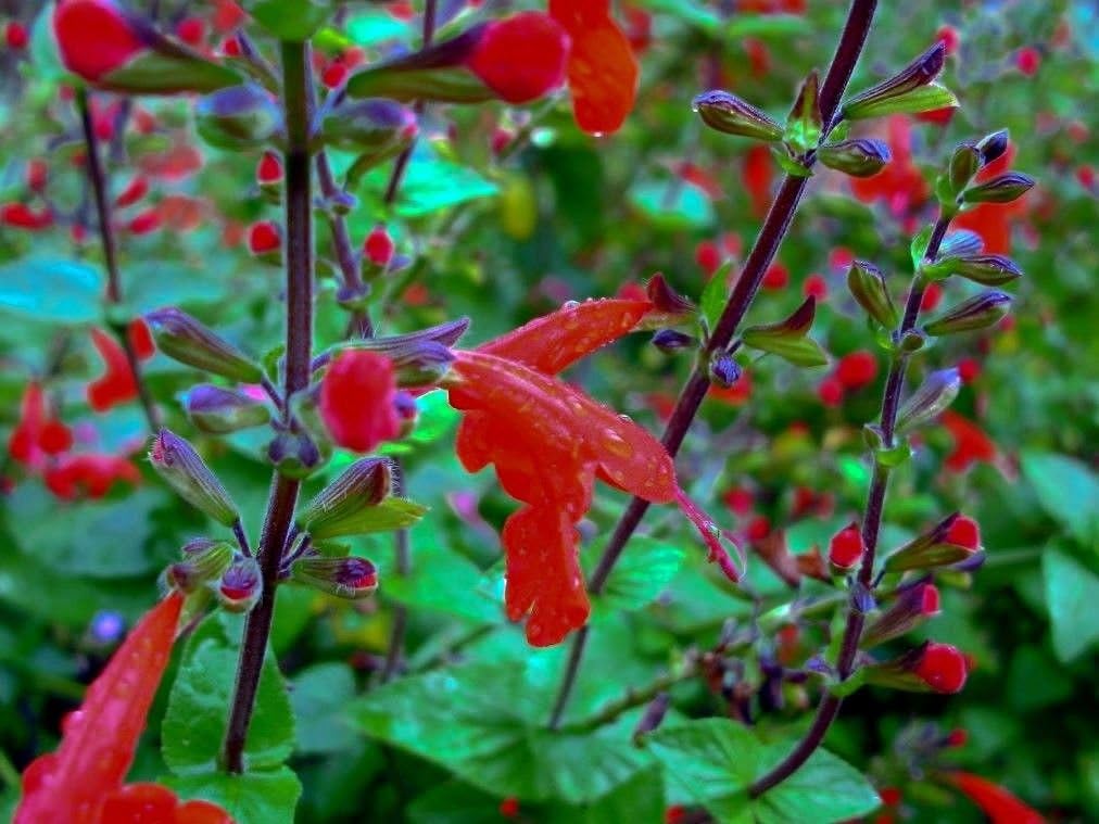 2016 SeedsSalvia coccinea Texas Red SageSeeds Amazon.co.uk Garden