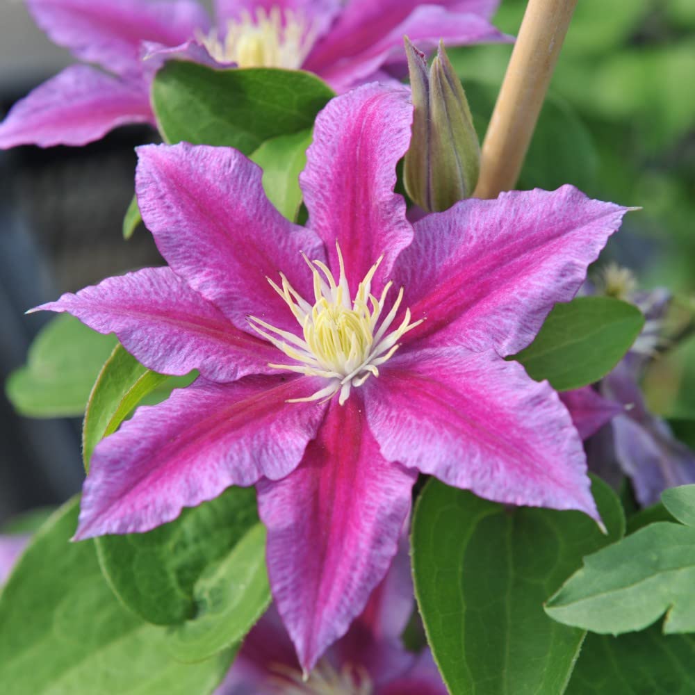 Clematis 'Red Pearl' Old Man's Beard Climbing Deciduous Hardy Perennial Large Red-Purple Blooms Easy to Grow Your Own Garden Flowering Climbers 2-Litre Potted Plants By Thompson and Morgan (1)