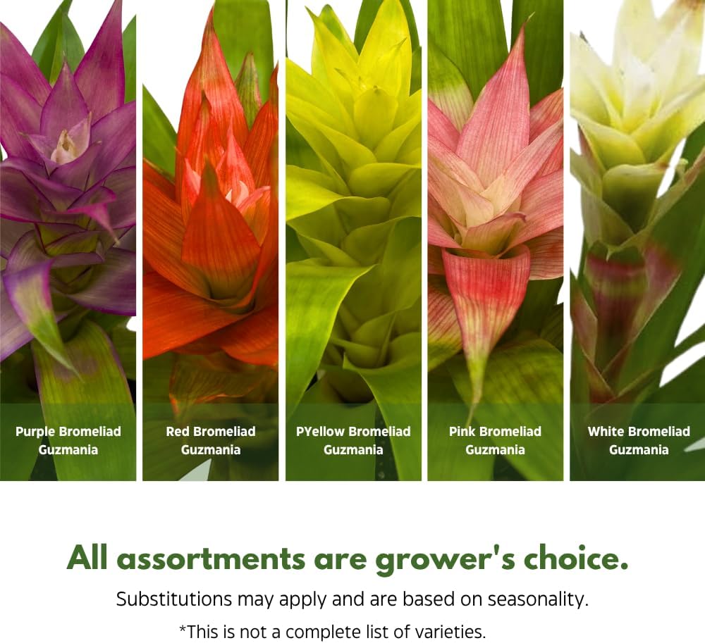 BubbleBlooms Colorful Bromeliad Assortment, 4 inch Set of 3, Guzmania Variety