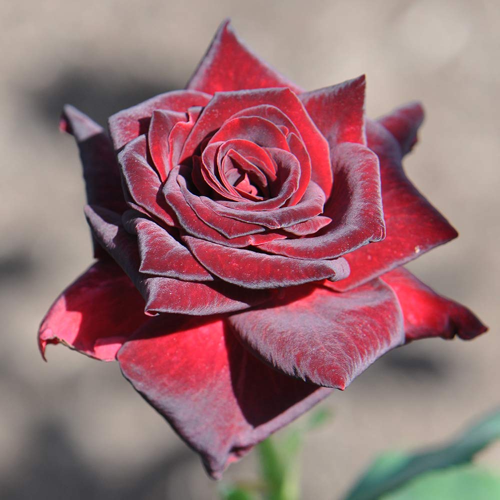 Heirloom Roses Deep Red Rose Plant - Black Baccara