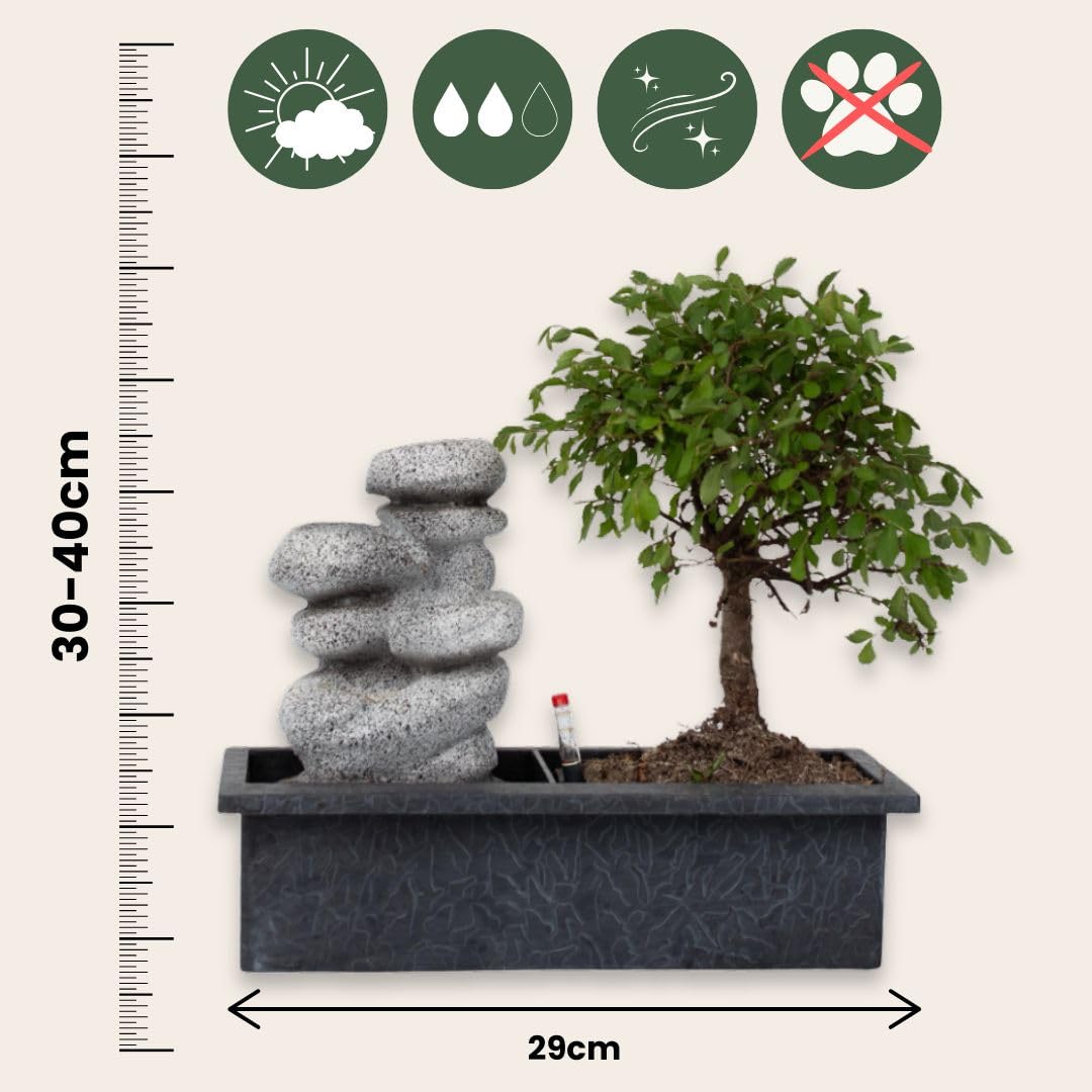 Plant in a Box - Bonsaï avec système d'eau facile à entretenir et cascade d'eau sur des pierres zen - Plante d'intérieur - Hauteur 25-35cm