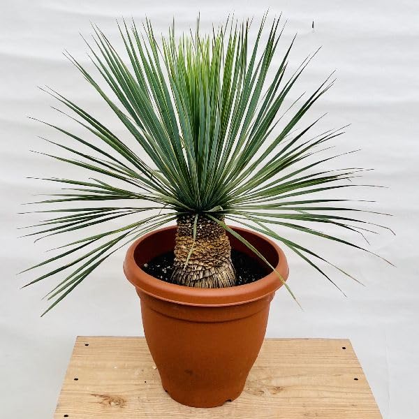 Amazon｜おしゃれ 観葉植物：ユッカ ロストラータ*10号 Yucca rostrata