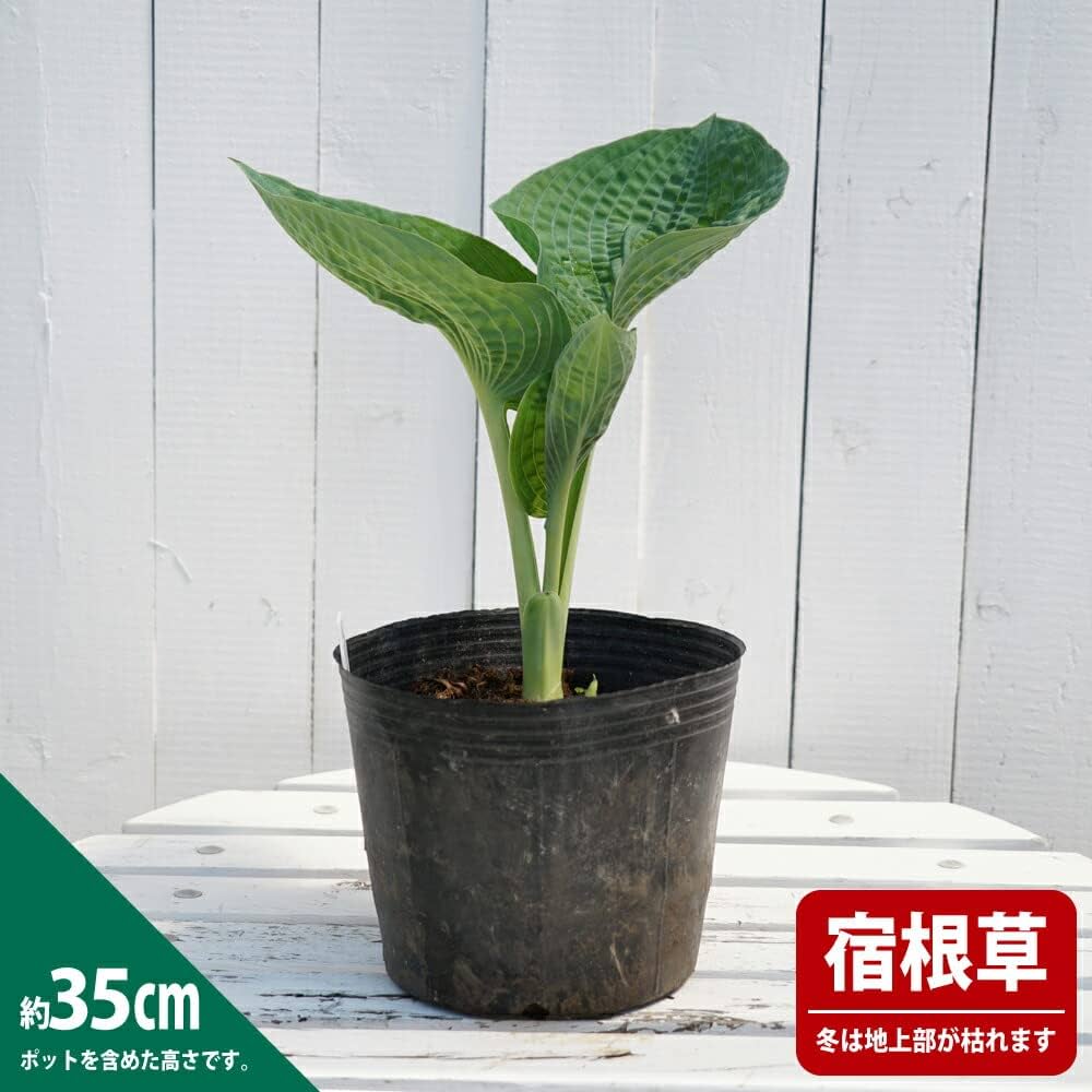 Amazon | ギボウシ ホスタ 【 ビッグダディ 】 8号 ポット 大苗 多年草 Amazon | ギボウシ ホスタ 【 ビッグダディ 】 8号 ポット 大苗 多年草