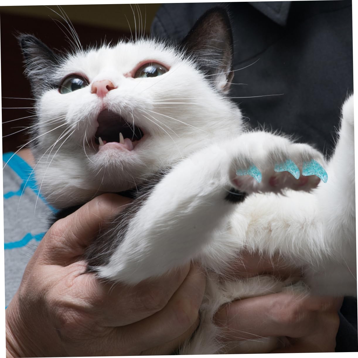 INOOMP 300pièces Caps De pour Griffes De Chat Contrôle des Grattages pour Animaux Domestiques Couvertures Adhésif pour Chats