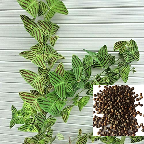 Christia Obcordata Seeds 100pcs / Sac Christia Obcordata Graines Eau nécessaire pleine de vitalité Géorgique Valley Valley Graines pour l'extérieur Vert Cover