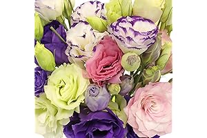 Lisianthus Seeds Mixed: Your Lush Garden Oasis