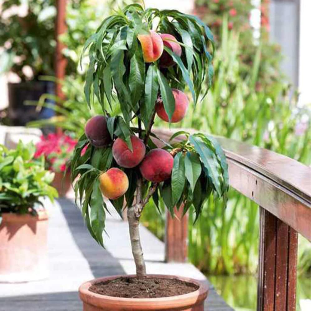 Árboles frutales en columna - Lote de 6 árboles (cerezos,manzanos,perales, albaricoqueros, melocotón, Ciruela) - 80cm de altura - Ideal para balcones, terrazas, pequeños jardines