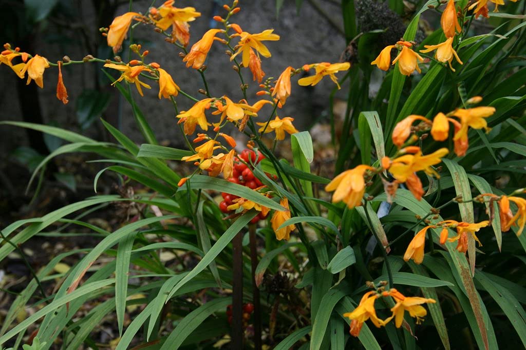FernsFly® IMP. Bressingham Blaze Crocosmia Aromatic Flower Bulbs Winter Flower Home Pot/Land Gardening Bulbs Blooming planting (Pack of 1 Lady Hamilton Crocosmia) (B09B3LRHG3) Amazon Price History, Amazon Price Tracker