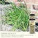 Pontino Dried Chives - Chopped Green Chives for Cooking, Garnishing & Seasoning - Dehydrated Chives Herb - All Natural & Non-GMO - 1.76oz (50g)