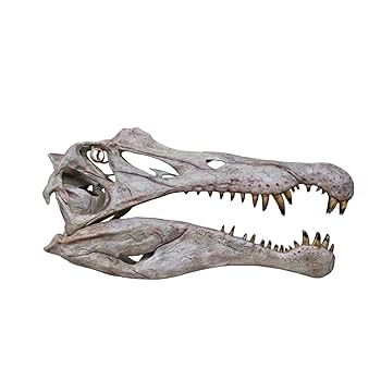 Amazon.co.jp: 1/10サイズ スピノサウルス 頭蓋骨 フィギュア