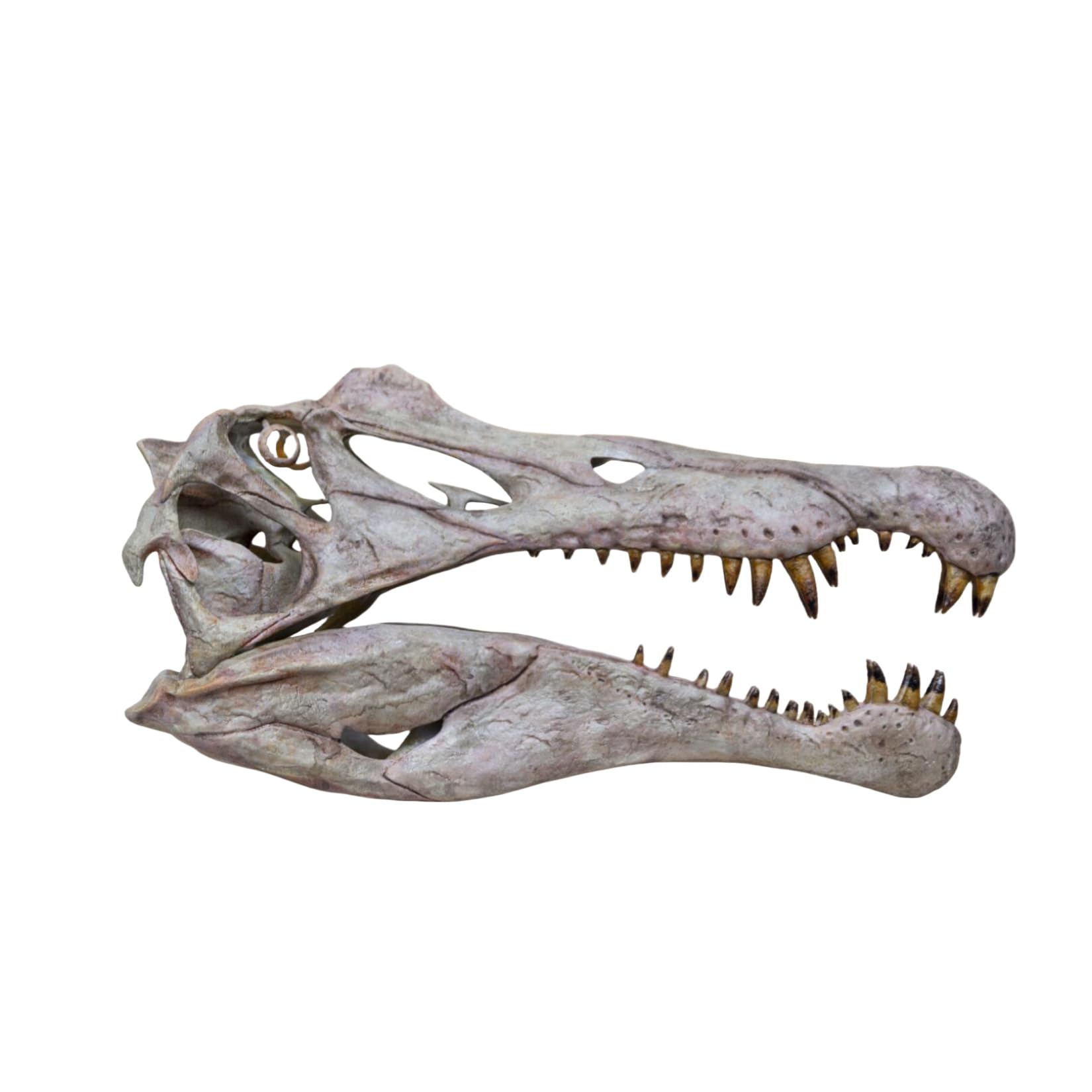 Amazon.co.jp: 1/10サイズ スピノサウルス 頭蓋骨 フィギュア